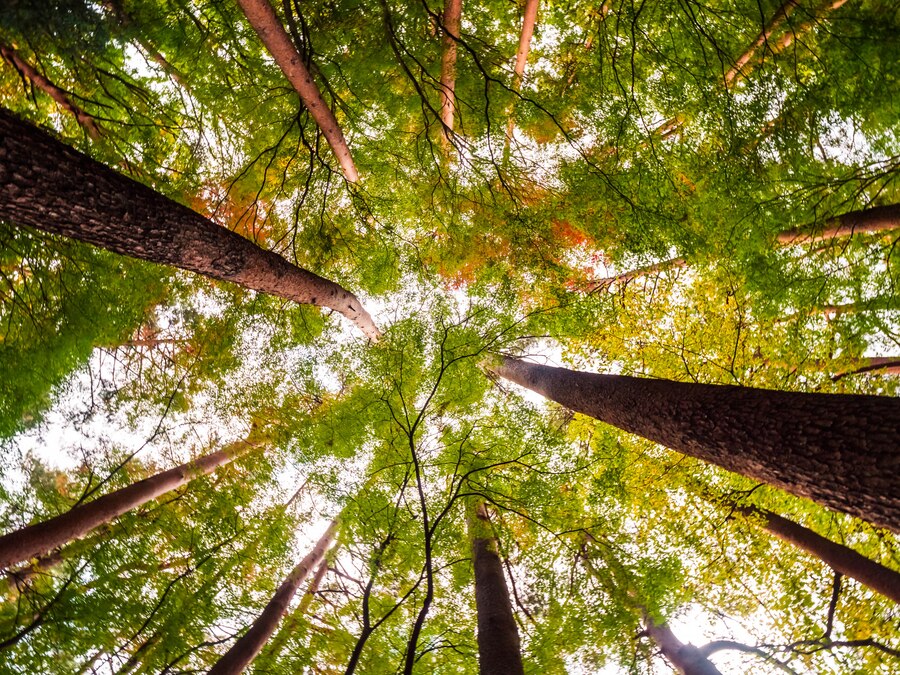 Seja a diferença, plante uma árvore! | Casa é melhor